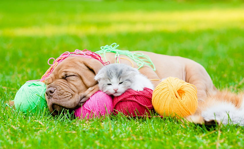 Dog and Cat, Cat, tails, Dog, Kitten HD wallpaper