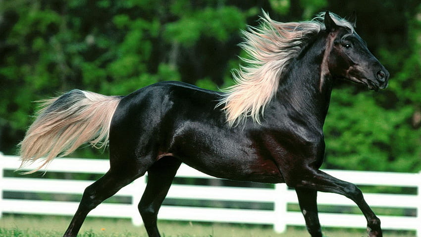 stallion, racer, mane, black horse, horse HD wallpaper