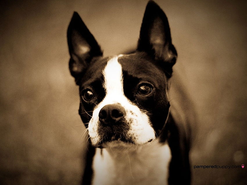 Cute Boston Terrier . All Puppies and Background HD wallpaper | Pxfuel