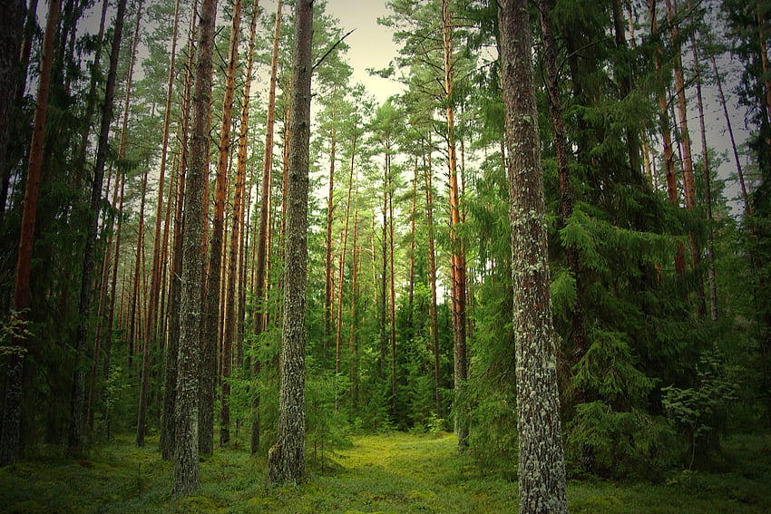 Natur, Kiefer, Wald, Stille, Baumstämme, Rinde, Ate HD-Hintergrundbild