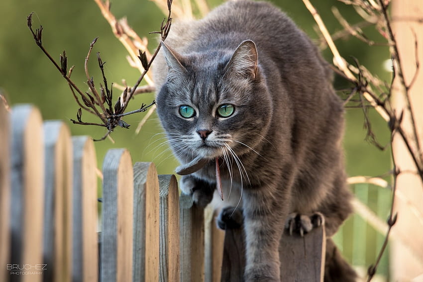 สัตว์ แมว ตะกร้อ กิ่งไม้ รั้ว วอลล์เปเปอร์ HD