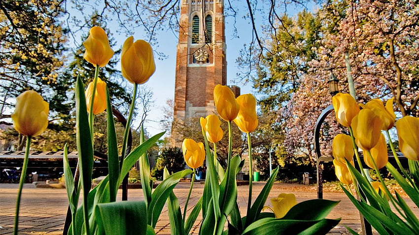 MSU offers Zoom background of campus scenes. MSUToday. Michigan State University, Michigan Spring HD wallpaper
