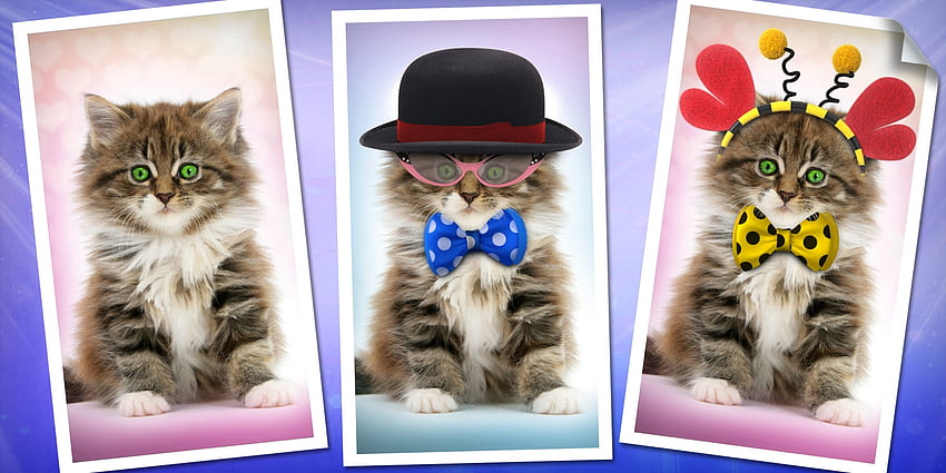 Kittens, kitten, animal, cute, cat, tie, pisica, fantasy, funny, luminos, bow HD wallpaper