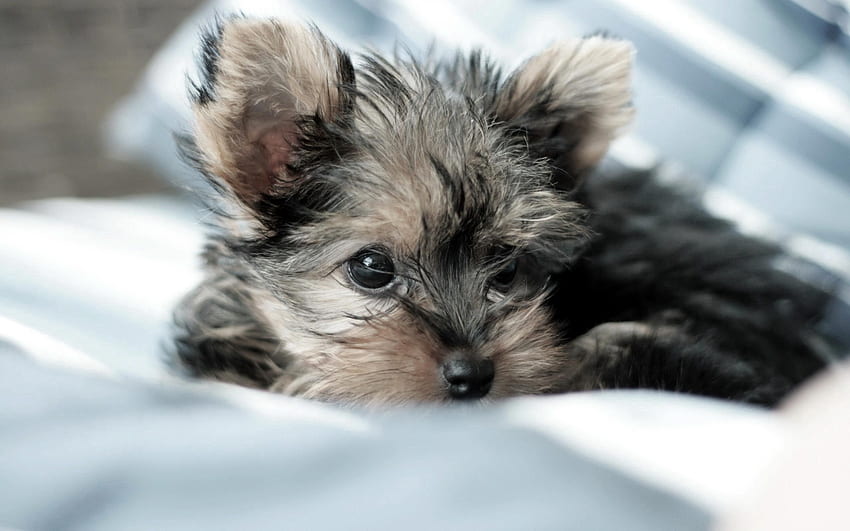 Animals, Fluffy, To Lie Down, Lie, Dog, Puppy, Yorkshire Terrier HD wallpaper