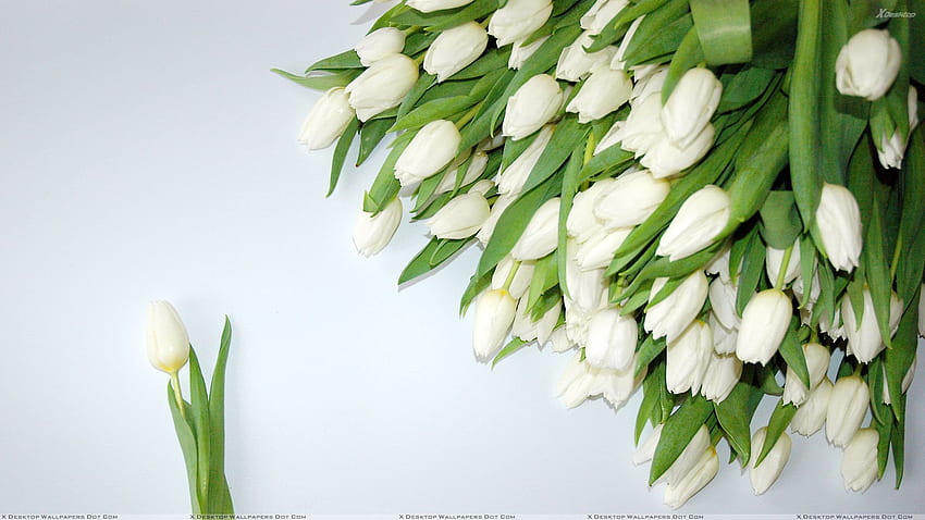 Un bouquet de tulipes blanches , Tulipes blanches Fond d'écran HD