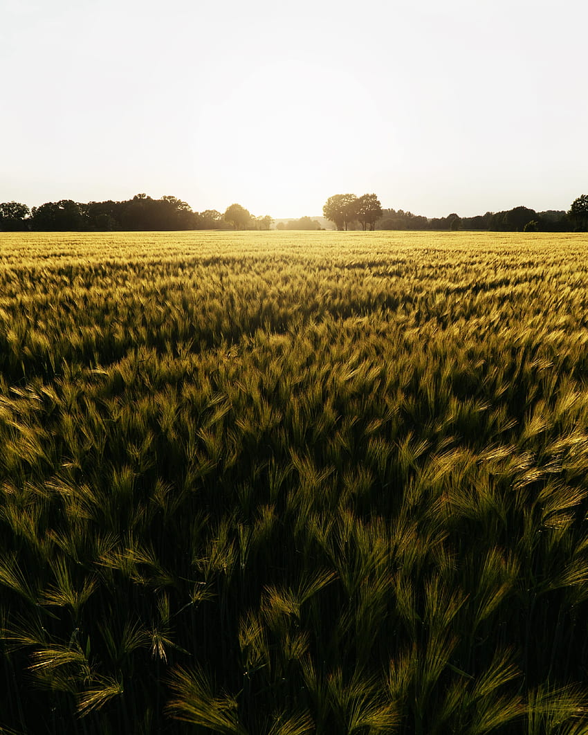 Campo de trigo, pôr do sol, verde Papel de parede de celular HD