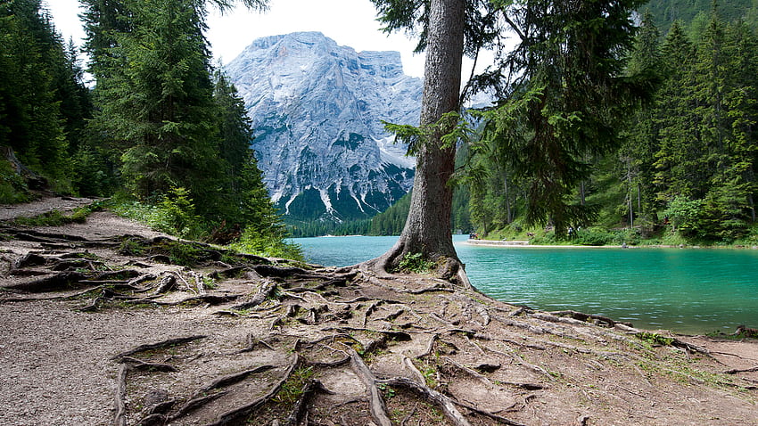 rooted tree near the dolomites, river, roots, tree, mountain HD wallpaper