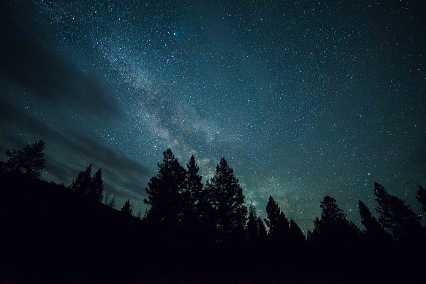 Star Sky, Forest Night Sky HD wallpaper | Pxfuel