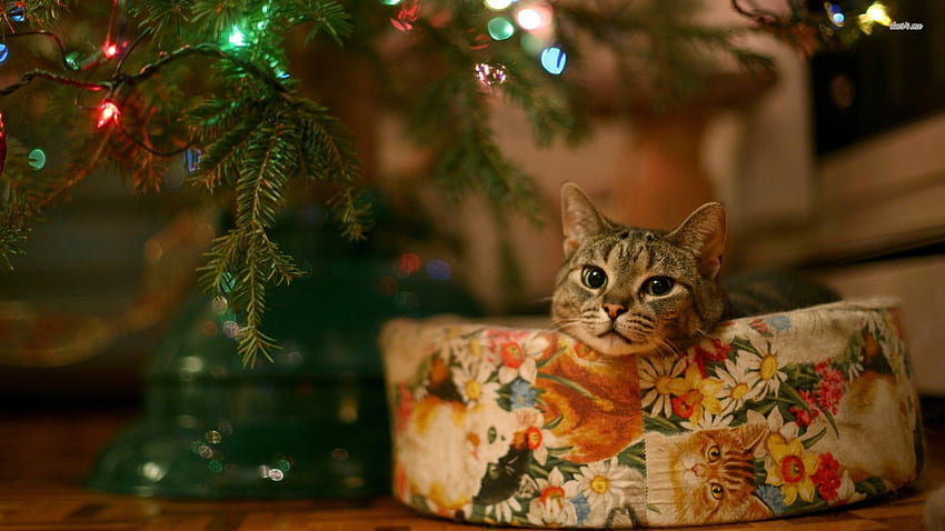 Cute kitty.., kitten, kitty, christmas, cute, cat, santa, christmas tree HD wallpaper