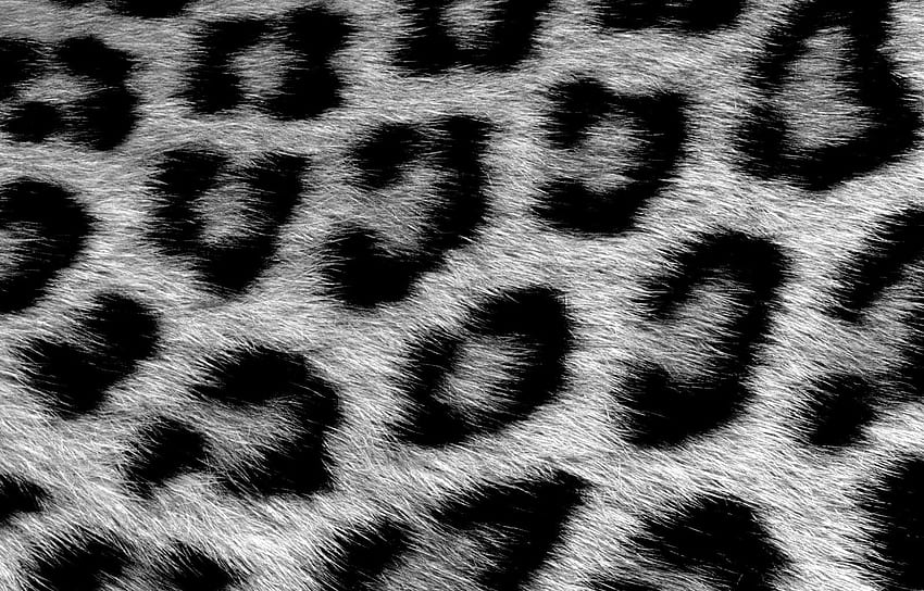 Leopard. Leopard print , Animal print, Print, Black and White Animal Print HD wallpaper