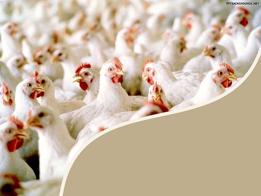 Farma produkcyjna kurczaków Tło dla programu PowerPoint Animal PPT [] dla Twojego telefonu komórkowego i tabletu. Przeglądaj tło drobiu. tło drobiu Tapeta HD
