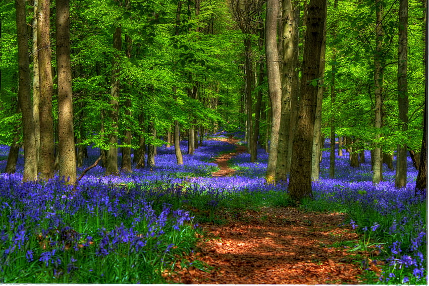 Wald-R, blau, großartig, Grafik, Farben, Frühling, Spaziergang, Schönheit, schön, Landschaft, Jahreszeit, Bäume, erstaunlich, Straße, Pfad, Landschaft, r, schön, hübsch, grün, cool, Natur, schön, Wald, Harmonie HD-Hintergrundbild