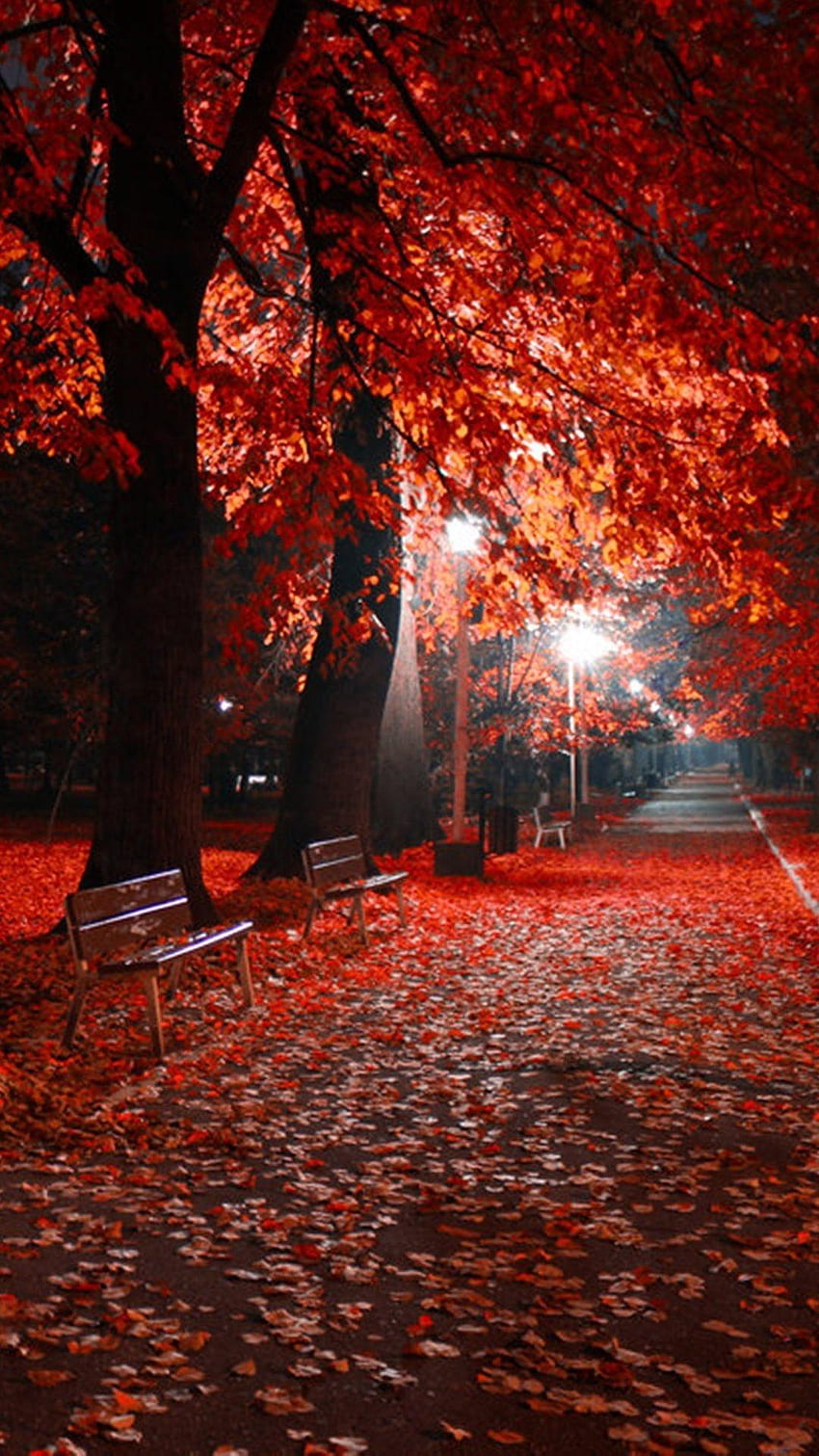 秋の夜、秋の夜 HD電話の壁紙