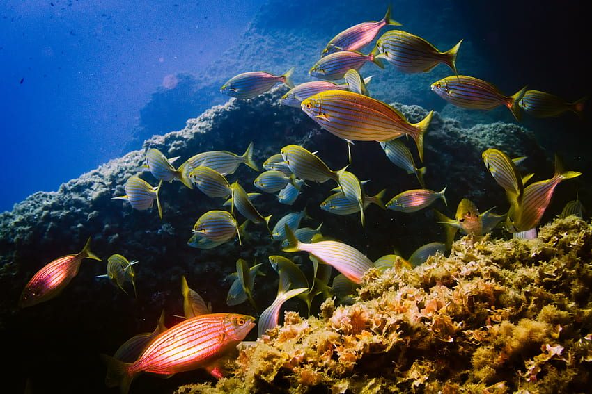 Animals, Water, Fishes, Aquarium, Seaweed, Algae, Sarpa HD wallpaper