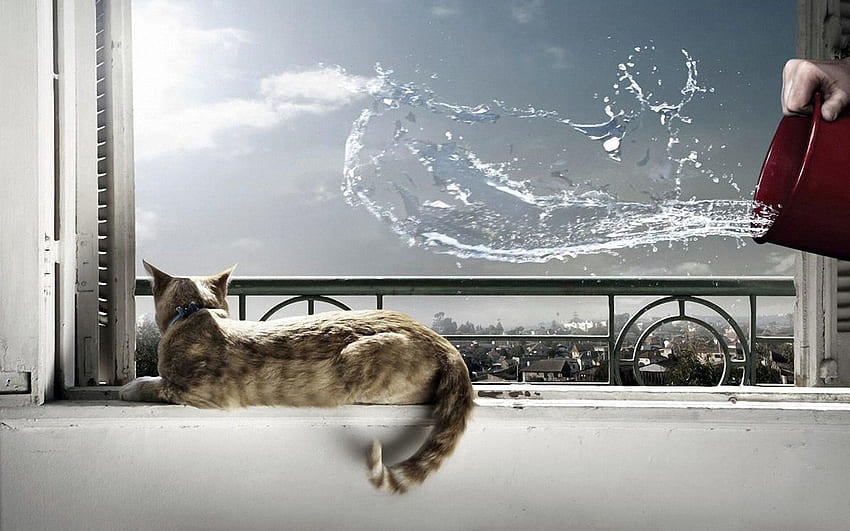 สัตว์, น้ำ, แมว, นอนลง, โกหก, สาด, ขอบหน้าต่าง, ขอบหน้าต่าง, สถานการณ์, ถัง วอลล์เปเปอร์ HD