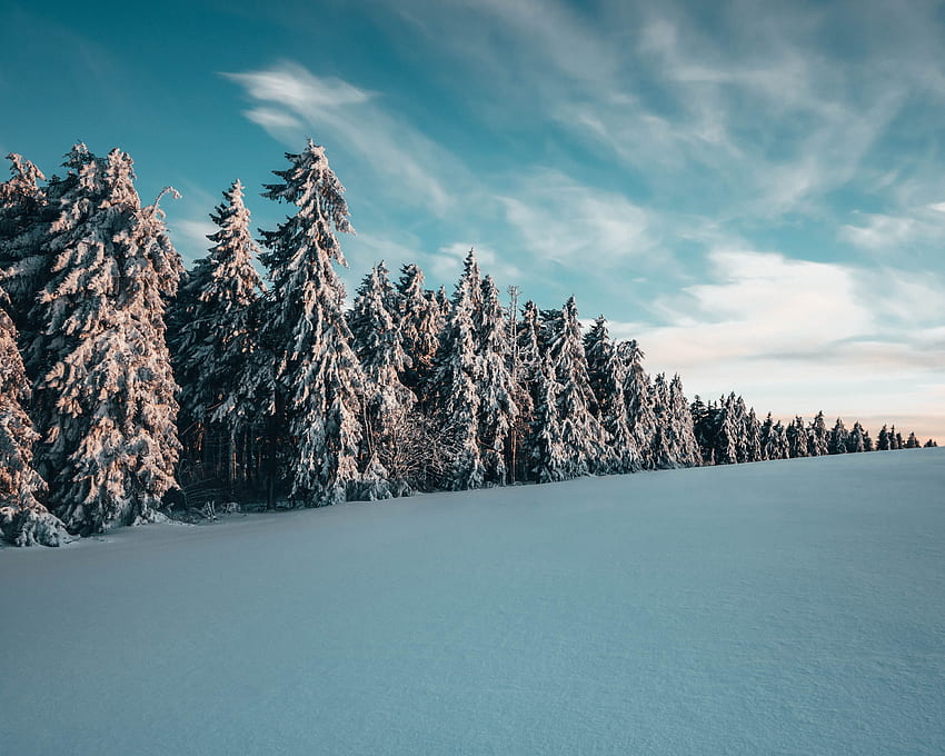 Kraj, Zima, Natura, Drzewa, Śnieg, Jadłem Tapeta HD
