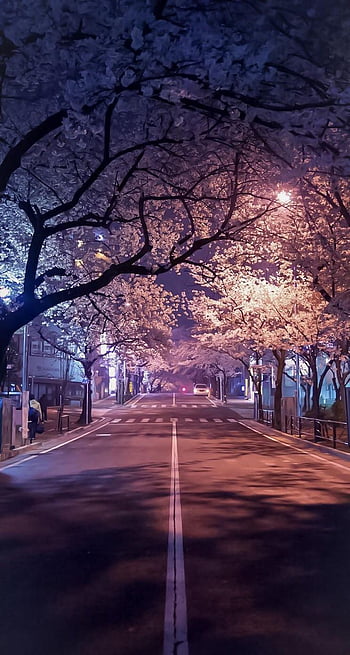 Cherry blossoms aesthetic HD wallpapers | Pxfuel