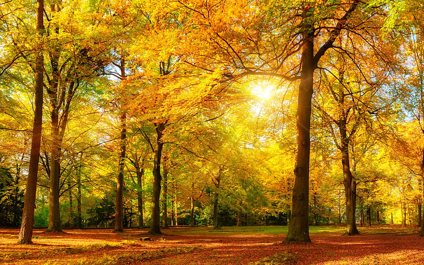 Golden Sun Autumn Forest Trees With Golden Yellow Leaves Landscape , Fall Panoramic HD wallpaper