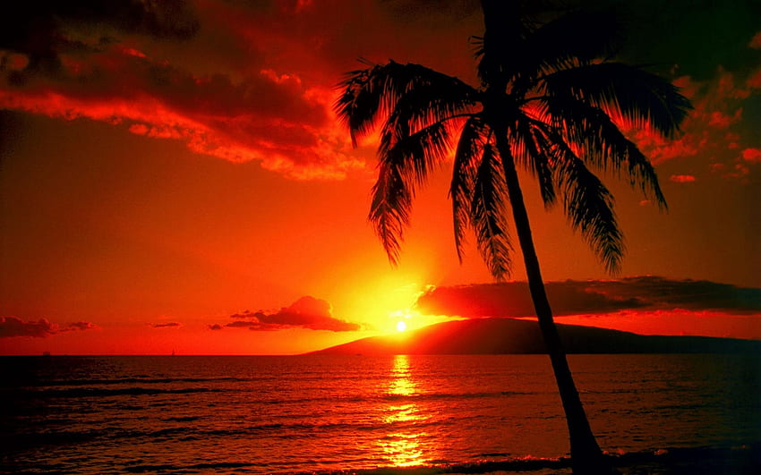 tramonto spiaggia tramonto top scena naturale [] per il tuo, Mobile & Tablet. Esplora il tramonto dell'isola tropicale. Scenario tropicale e caldo Sfondo HD