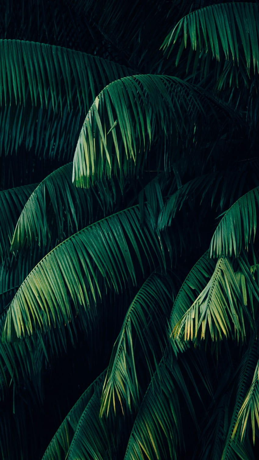 Palm Trees • For You, Umbanda HD phone wallpaper | Pxfuel