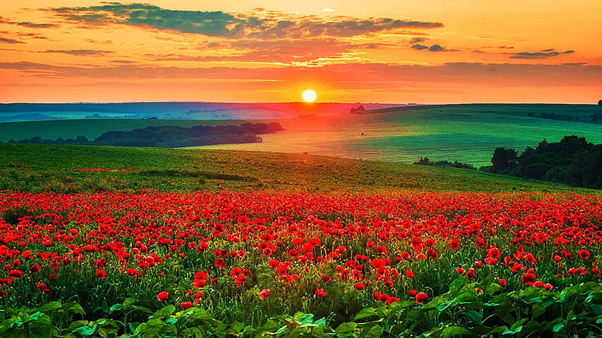 Mohnfelder bei Sonnenuntergang in der Toskana, Blüten, Landschaft, Wolken, Farben, Italien, Blumen, Himmel, Sonne HD-Hintergrundbild