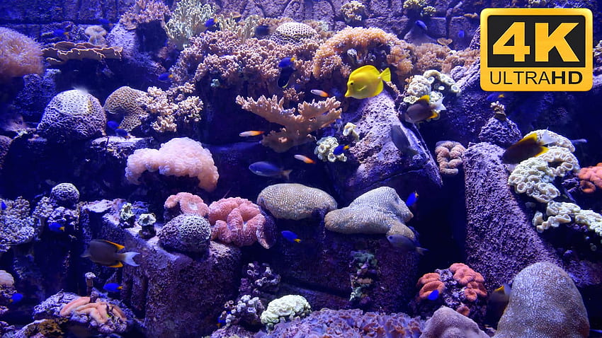 ... Aquarium Screensaver and TV ***** - YouTube HD wallpaper