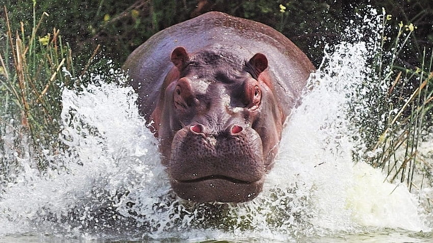 Animal Hippo HD Wallpaper