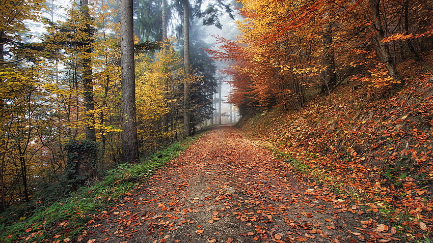 : How nature looks Autumn in Kirchzarten, Germany HD wallpaper