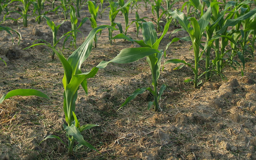 Éthanol dans le champ, maïs, plantes, champ, vert, ferme, michigan Fond d'écran HD