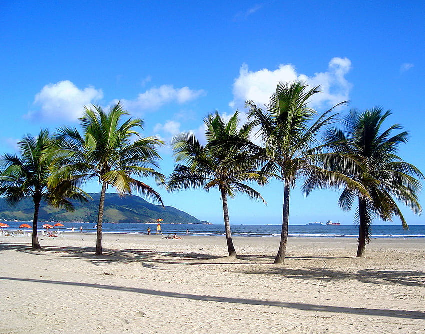 Palm Trees On Beach, on beach, palm, , trees, cool HD wallpaper