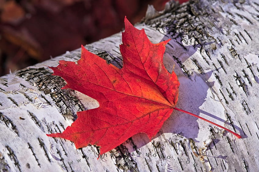 Fall Leaf Algonquin Provincial Park Ontario Canada - Maple Leaf In Fall, Canada Maple Leaf HD wallpaper