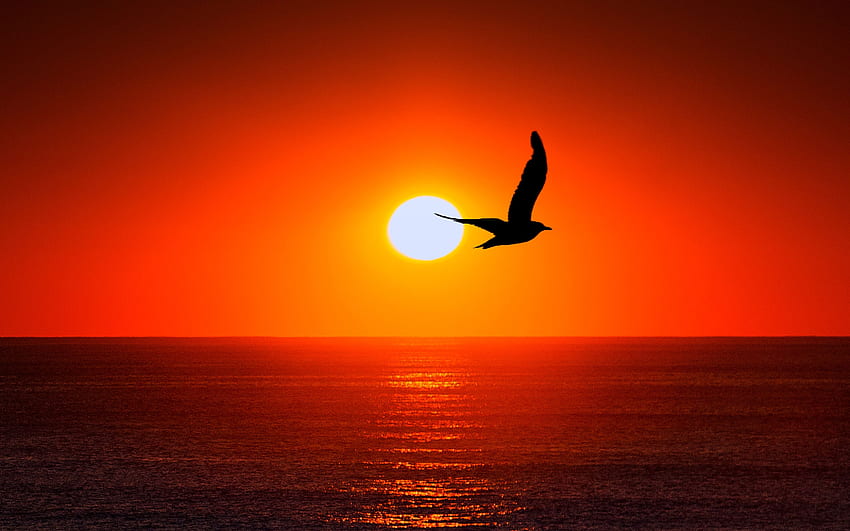 Siluet Burung Laut Matahari Terbenam, Burung Pantai Wallpaper HD