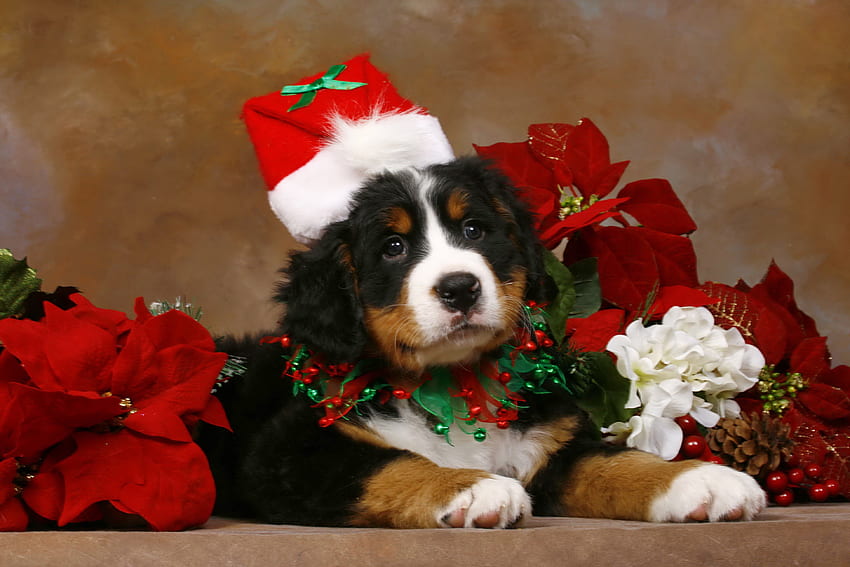 Christmas puppy, winter, holiday, puppy, christmas, hat, santa HD wallpaper