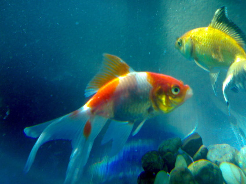 Beautiful Fishes In Water - -, Freshwater Fish HD wallpaper | Pxfuel