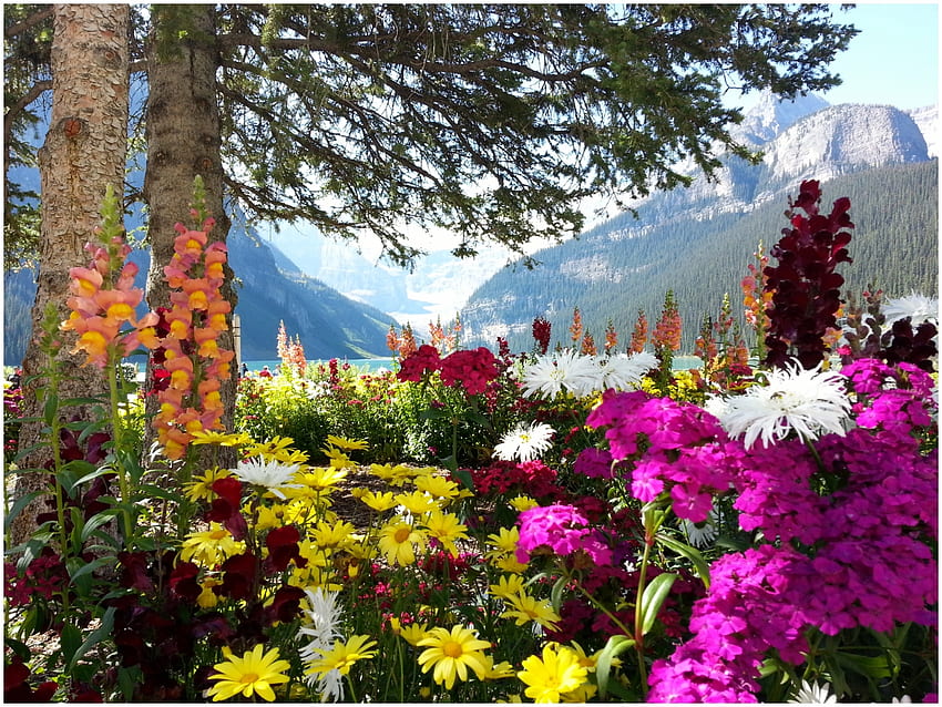 Été à Lake Louise, parc national de Banff, fleurs, arbres, couleurs, fleurs, canada, montagnes, alberta Fond d'écran HD