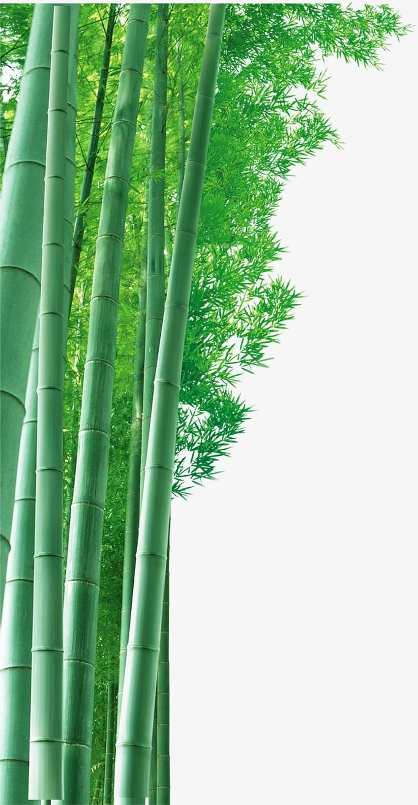 Bambus-Hintergrundmaterial, Bambus-Clipart, Bambus, Hintergrund transparente PNG-Cliparts und PSD-Datei für . Bambushintergrund, Hintergrund, Bambus HD-Handy-Hintergrundbild