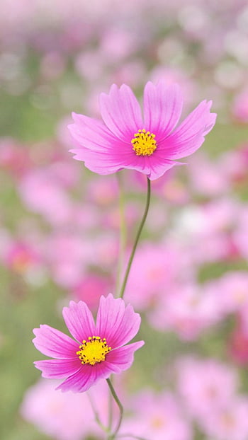 Nature Happy Gesang Flower HD phone wallpaper | Pxfuel