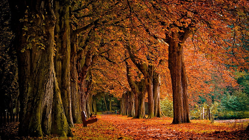 Trees In Autumn File, Plain Autumn HD wallpaper