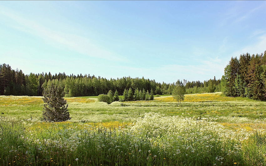 Nature, Flowers, Sky, Dandelions, Summer, Field, Ate, June HD wallpaper
