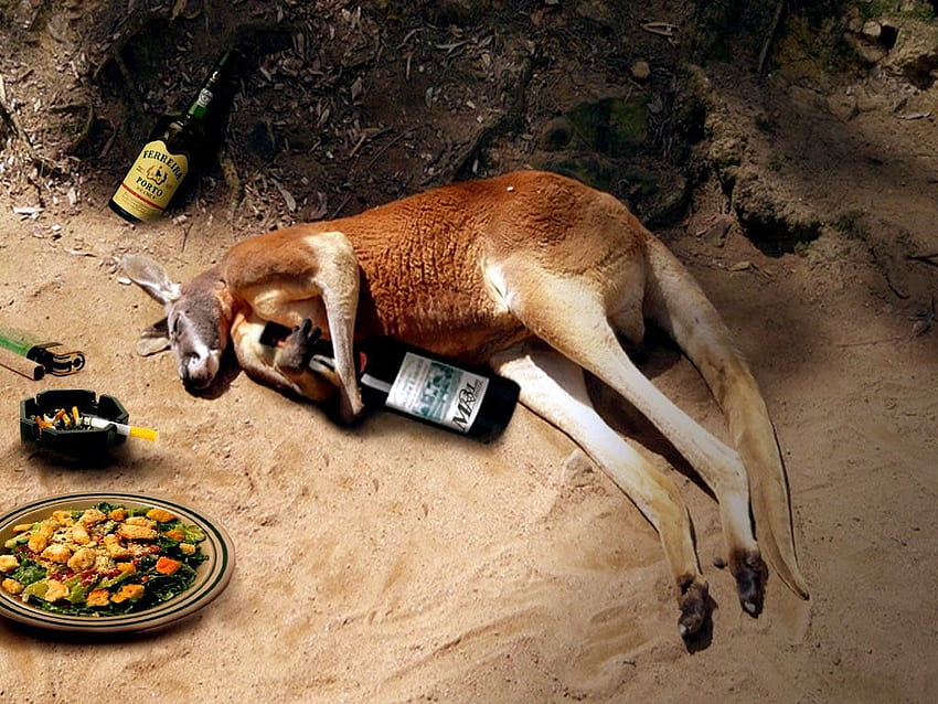 Funny Weird 14 Wide, Drunk Animals HD wallpaper | Pxfuel