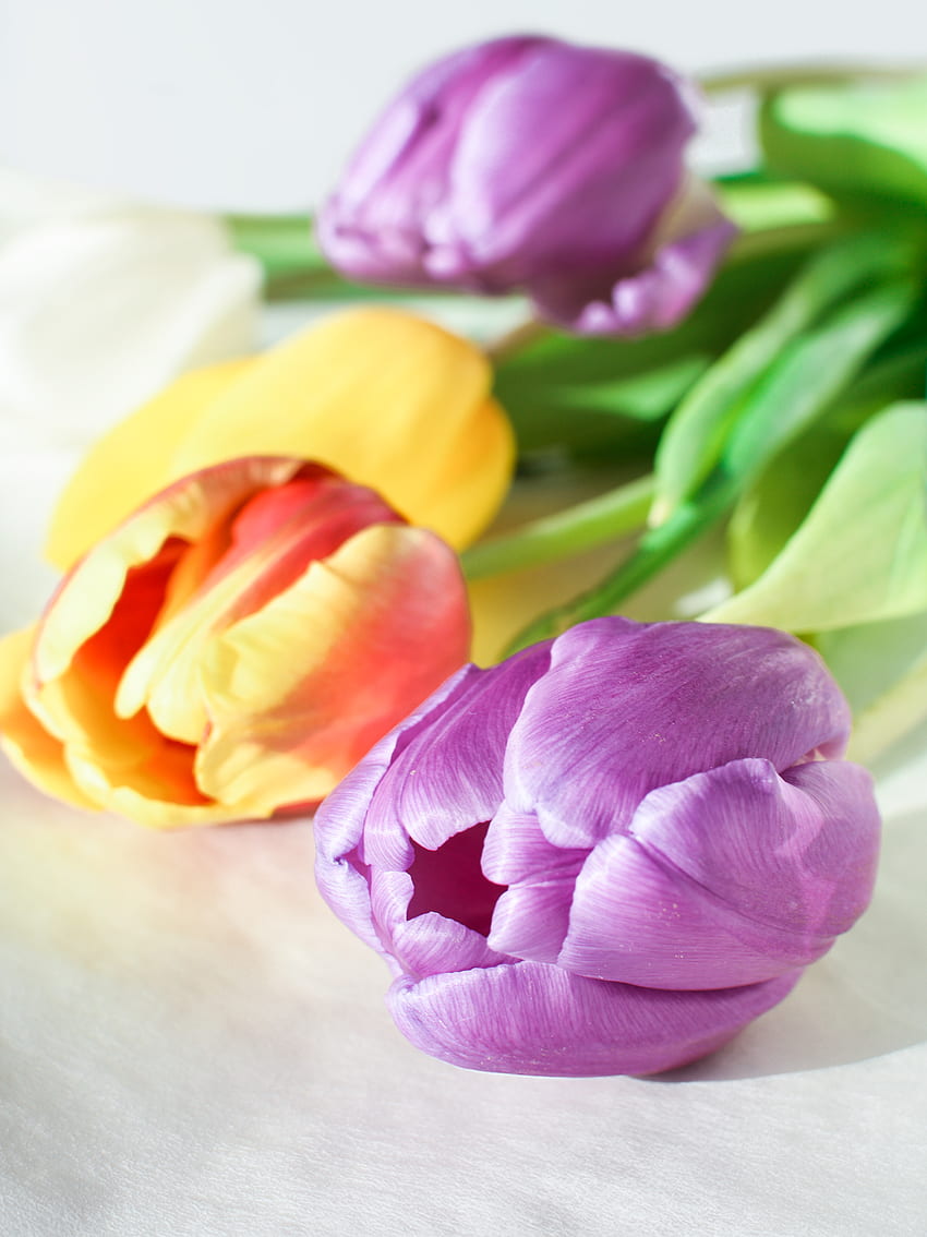 : flower, nature, tulip, color, , bright, beautiful, floral, closeup, decoration, petal, bouquet, summer, vibrant, spring, background, colorful, blossom, bloom, fresh, blooming, season, easter, springtime, flowering plant, lily, Bright Spring Flowers HD phone wallpaper