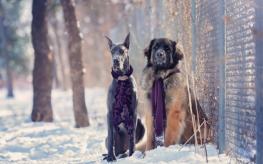 Winter fashion, dog, winter, animal, white, purple, snow, couple, scarf, caine HD wallpaper