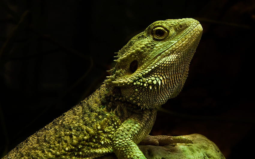 green, lizards, reptiles, iguana, black background HD wallpaper