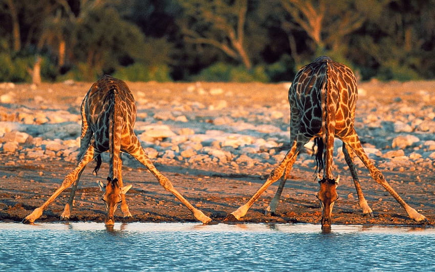 Фон за вашия компютър Световен фонд за дивата природа 1920×1200 Дива природа (29). Жираф пие вода, Жираф, Жираф HD тапет