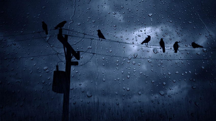 Weather rain birds winter cloudy sky ., Rainy Weather HD wallpaper