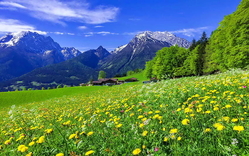 Paysage de prairie de montagne avec de belles fleurs de montagne Fleurs jaunes et blanches et gra vert. Paysage, fleurs de la nature, Jolis paysages Fond d'écran HD