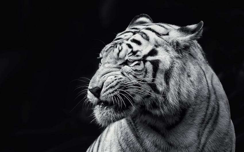 あなたの、モバイル＆タブレット用のホワイトタイガーの背景[]。 Angry Tiger Eyes を探索します。 怒っている虎の目、怒っている背景、目 高画質の壁紙