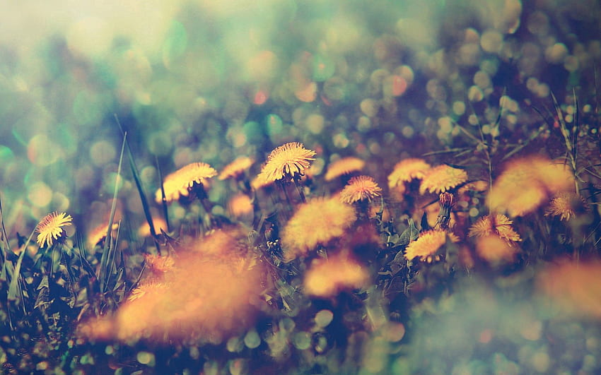 Grass, Background, Macro, Dandelions Flowers, Dandelion Flowers HD wallpaper