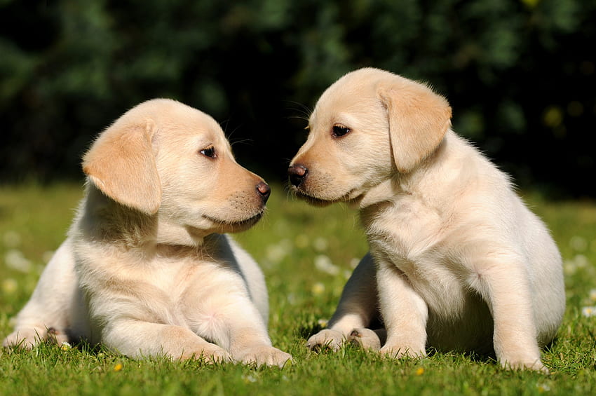 Puppies, Animals, Grass, Brothers HD wallpaper