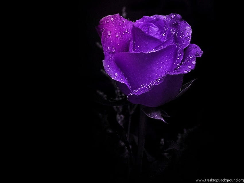 Flowers: Amazing Purple Rose Dark Splendid Beautiful . Background HD wallpaper